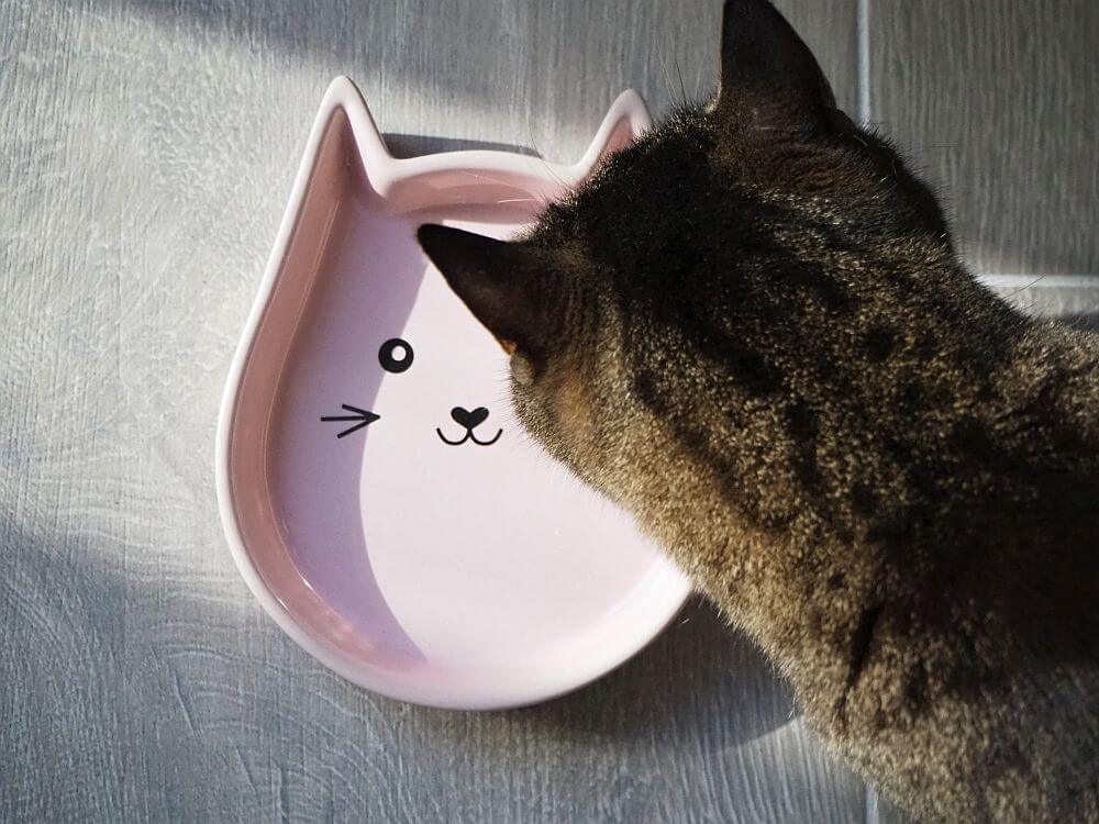 Katzen Keramik Schale Kitty Face Futternapf, Pink, Katze frisst daraus.