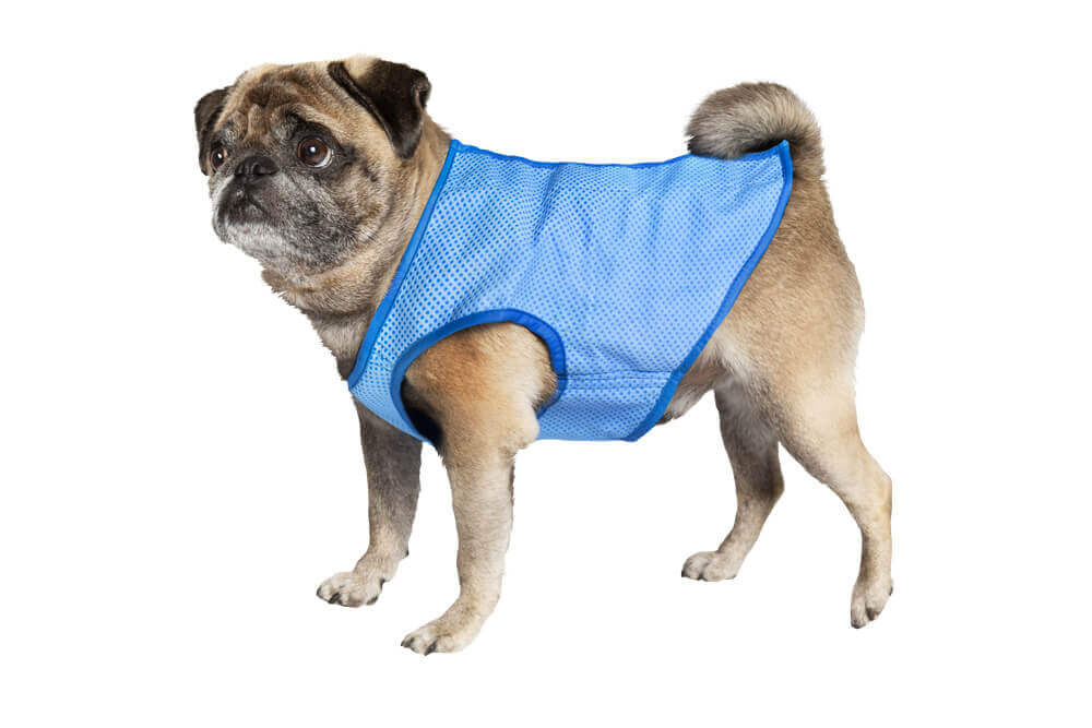Nobby Kühl-Weste Hund Hundemantel, Blau, Hund trägt die Weste.