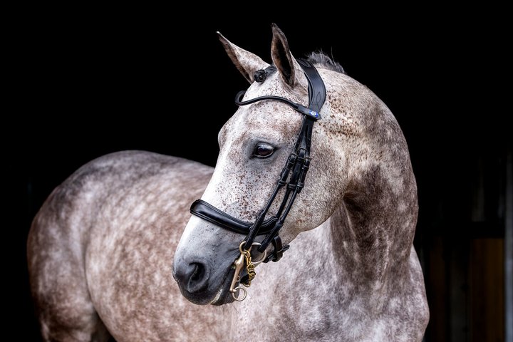 Kandare Paragon, Schwarz, Pferd trägt die Kandare im Stall.