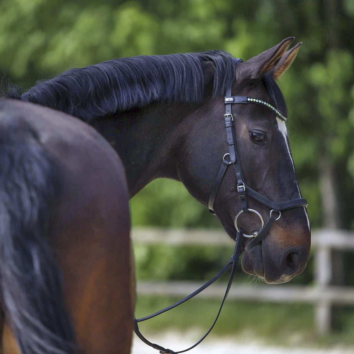 Sprenger Wassertrense Doppelt gebrochen WH Ultra Soft 16 mm SENSOGAN® Gummiüberzug, schwarzes Pferd mit Trense.