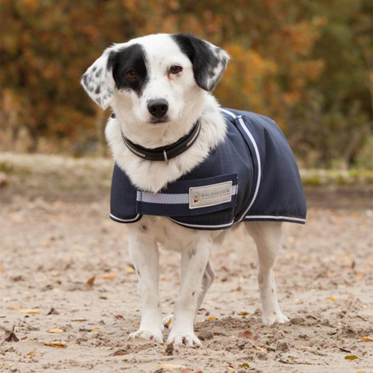 Waldhausen Hundedecke 200g Comfort Line, Dunkelblau, Hund trägt die Decke im Freien.