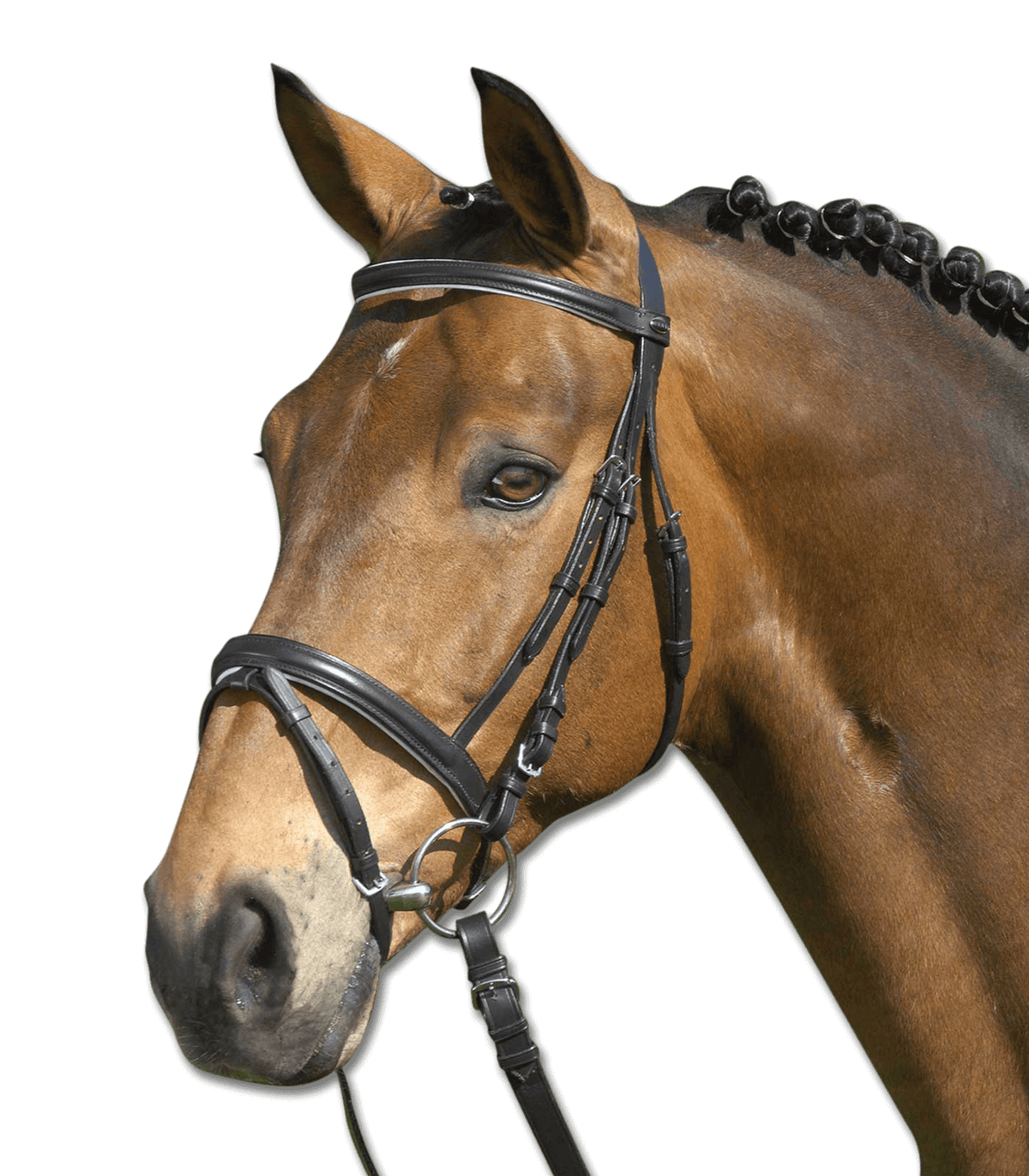 Trensenzaum Star Lifestyle