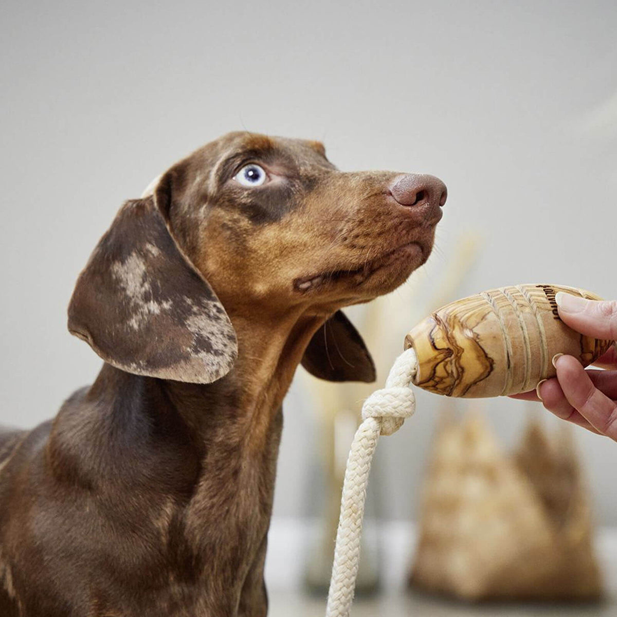 Wolters Hundespielzeug Olivi Rugby Tau-Spielzeug, Produkt, Hund neben einem Spielzeug in Hand.