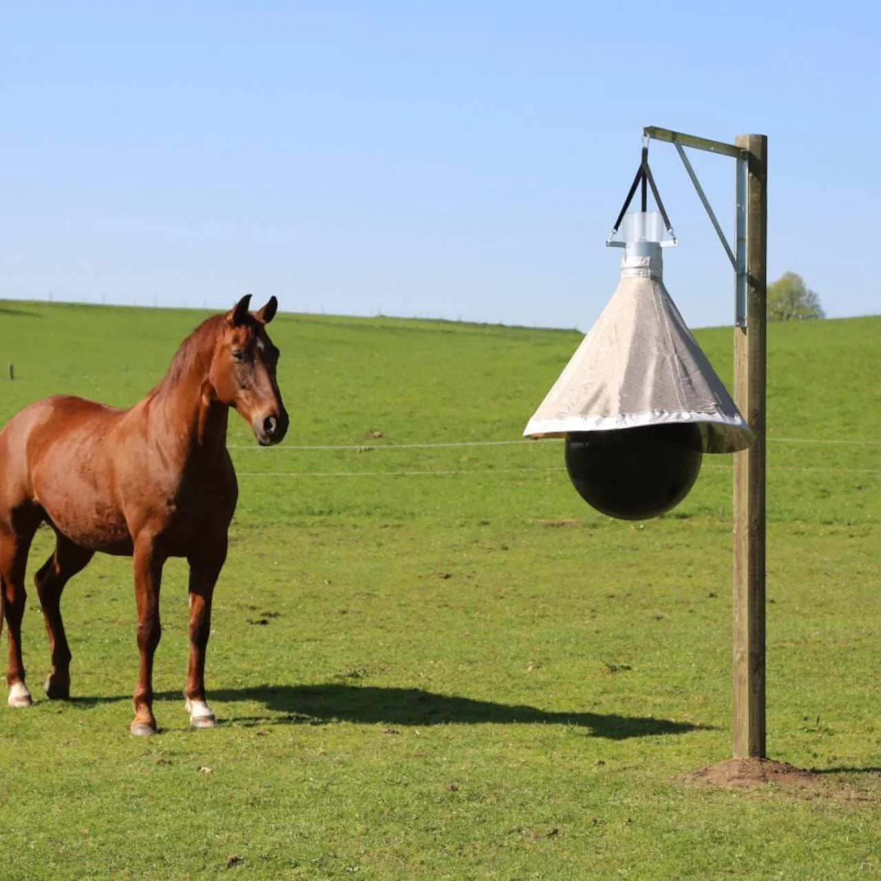 Pferd auf der Weide neben einer aufgehängten Fliegenfalle für die Pferdeweide: Effektiver Schutz gegen Fliegen, Bremsen & Co.