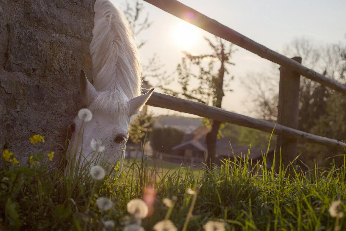Weißes Pferd frisst Gras am Zaun im Offenstall, Die Offenstallhaltung: Paradies oder Herausforderung für Pferde?