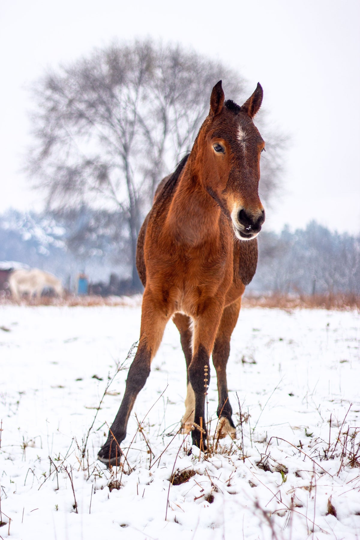 Fohlen im Winter geboren: Besondere Herausforderungen meistern