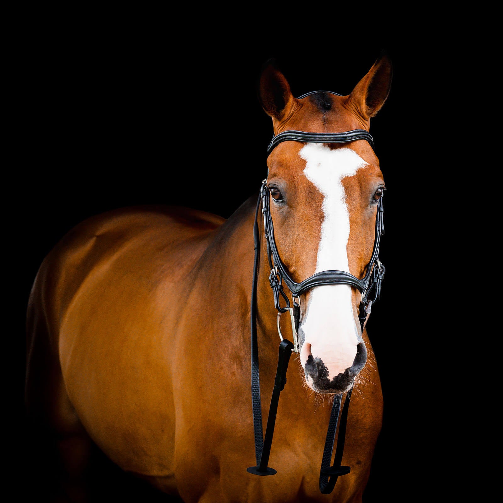 Trense Micklem 2 Deluxe Competition Bridle Micklemtrense