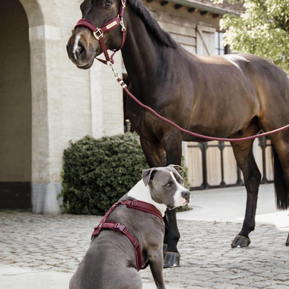 Führstrick Basic Pferdestrick, Bordeaux, Pferd mit Hund im Freien.