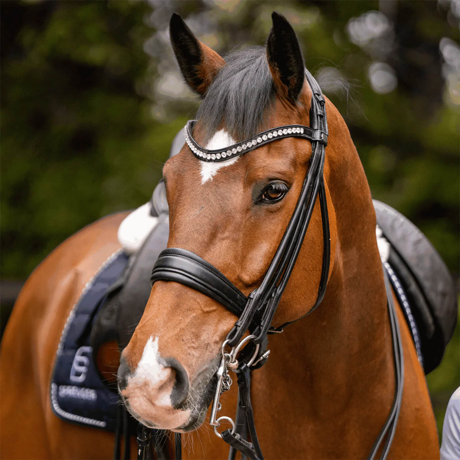 Dressurkandare Lang HO 12 mm SENSOGAN® Reitkandare