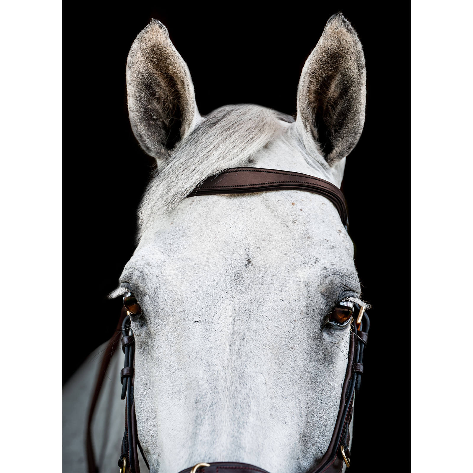 Trense Micklem 2 Multi Bridle Micklemtrense