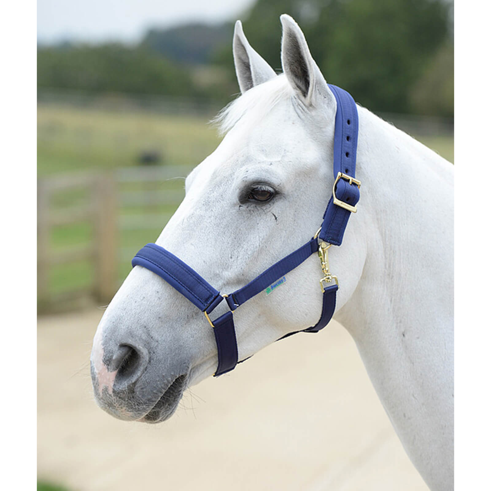 Halfter Comfort Halter