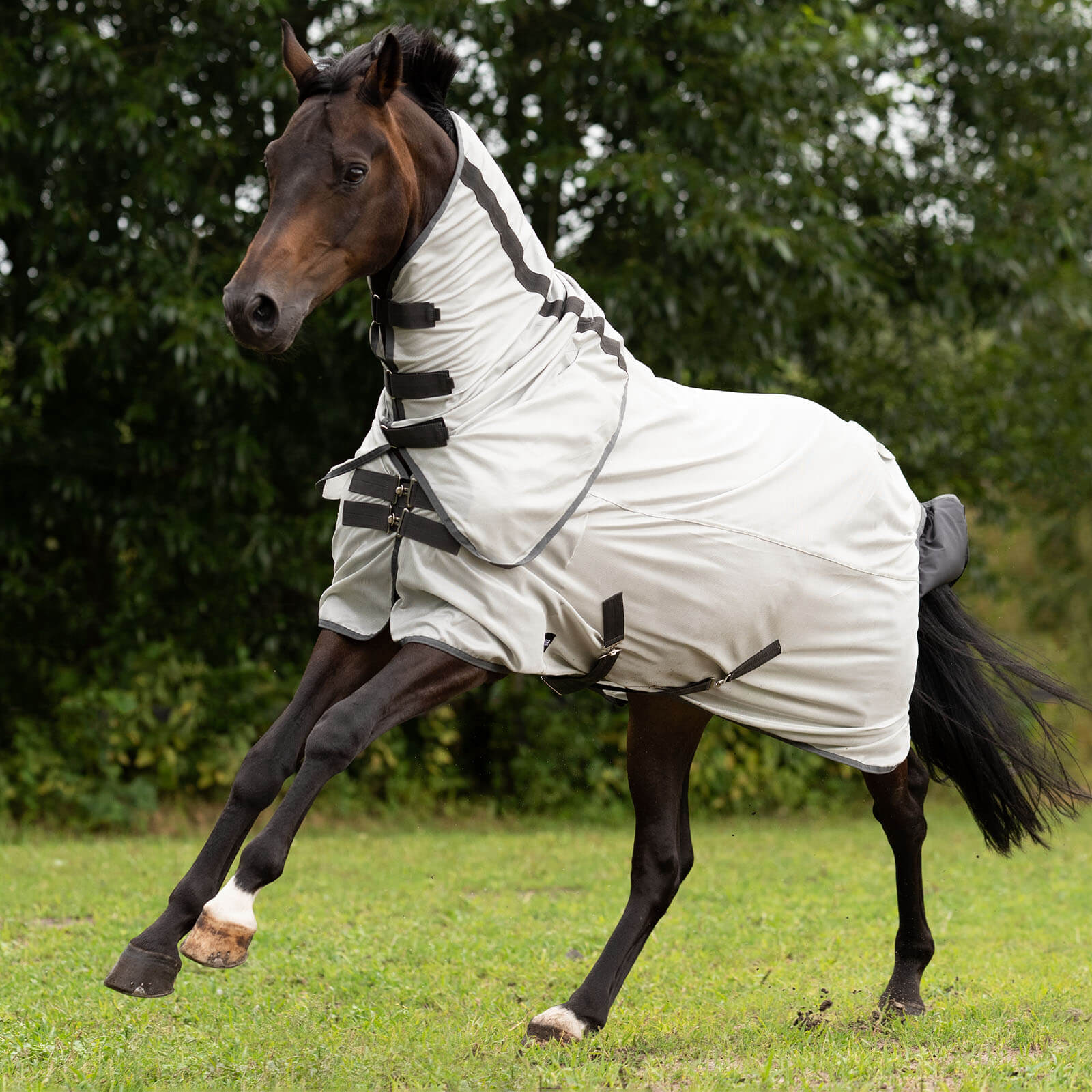 Paddock-Fliegendecke Sunshine II
