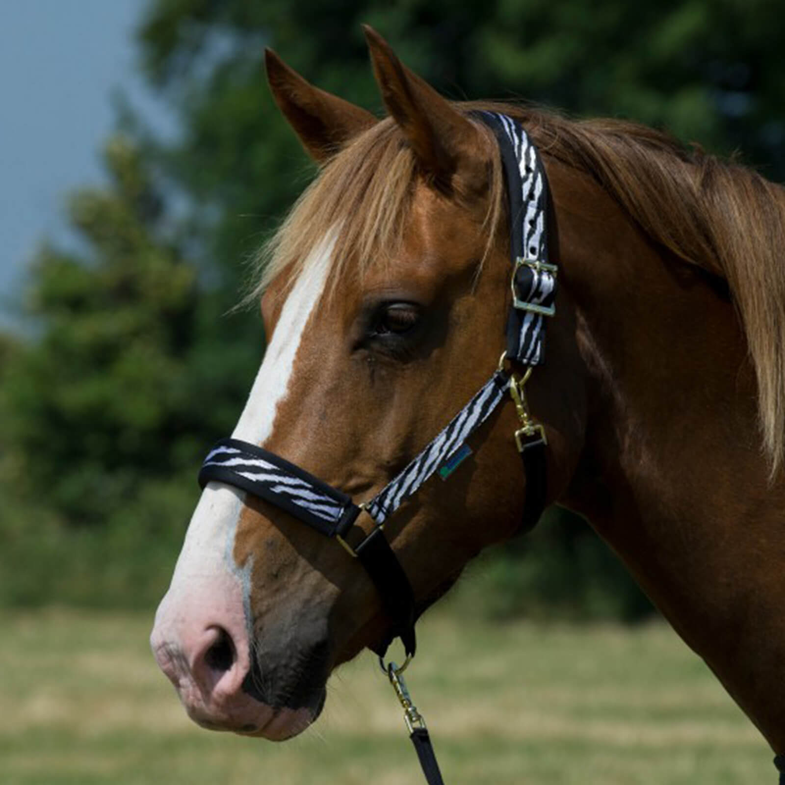 Halfter Comfort Halter