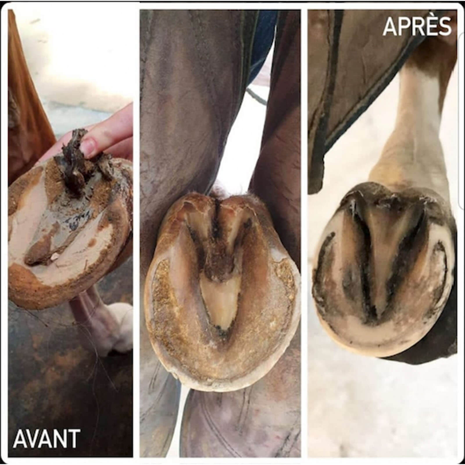 Hufpflege Hoofsolution Hufstrahl