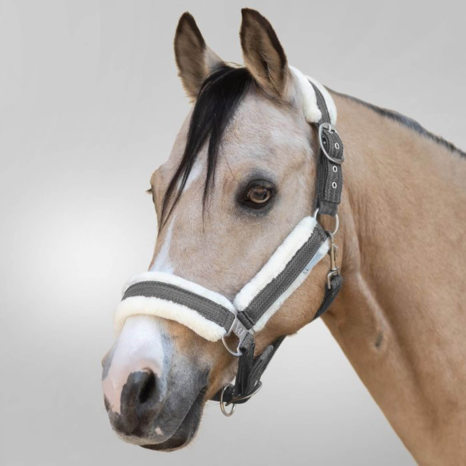 Halfter Sparkle Stallhalfter