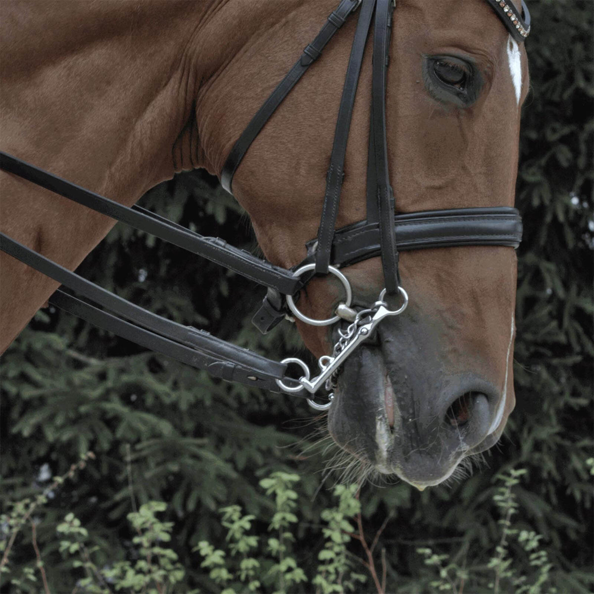 Sprenger Dressurkandare Lang Französisch 14 mm SENSOGAN® Reitkandare, Detailaufnahme am Pferdekopf.