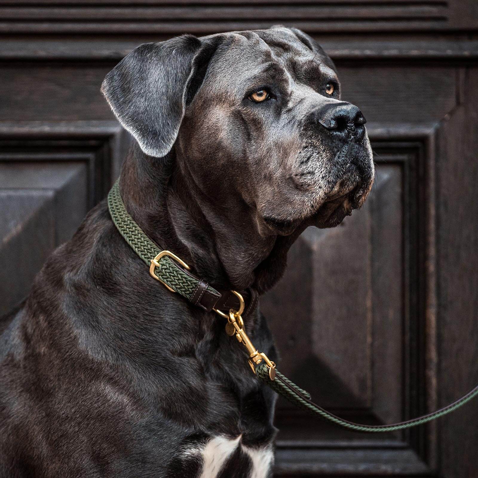 Hundehalsband Geflochten Nylon