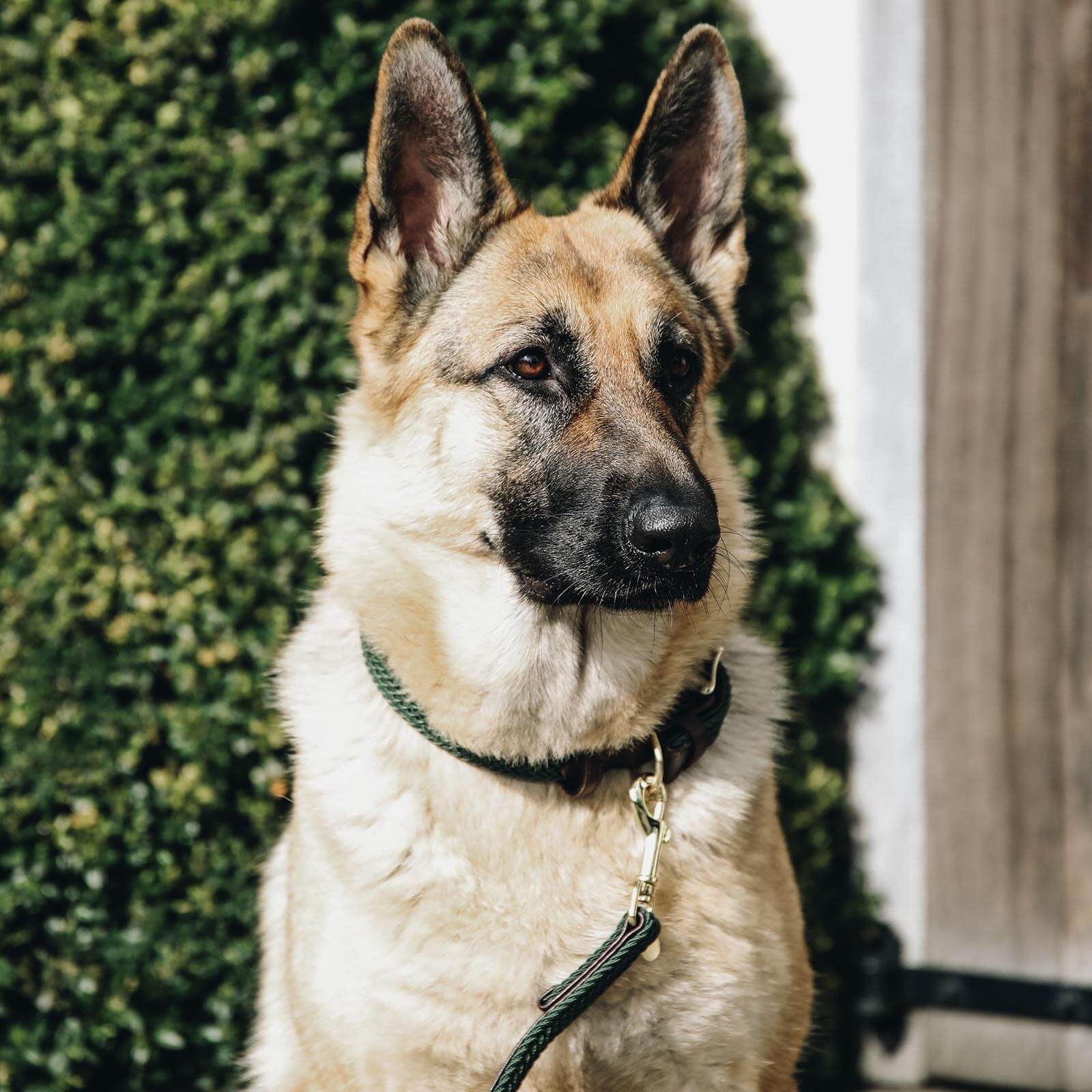 Hundehalsband Geflochten Nylon