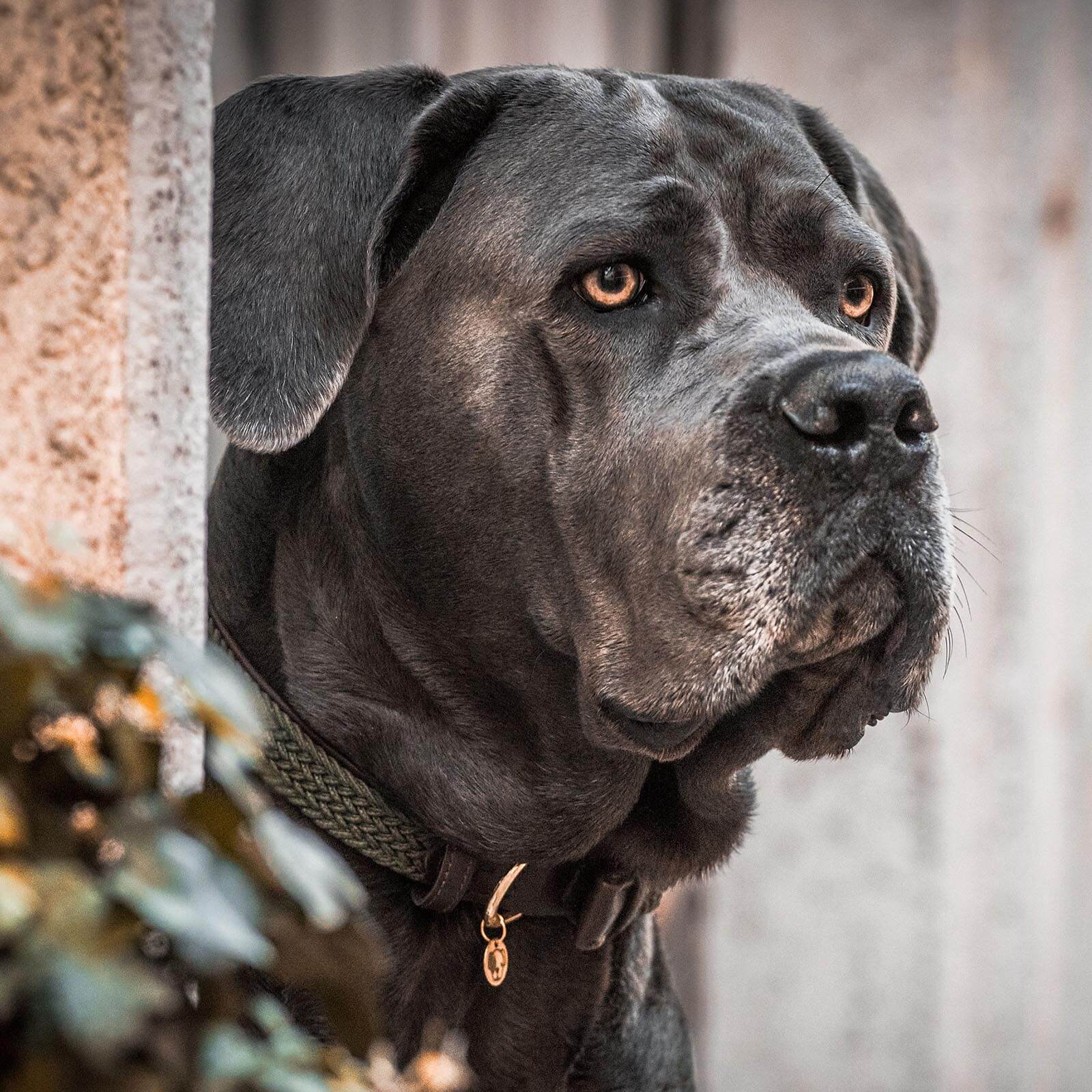 Hundehalsband Geflochten Nylon
