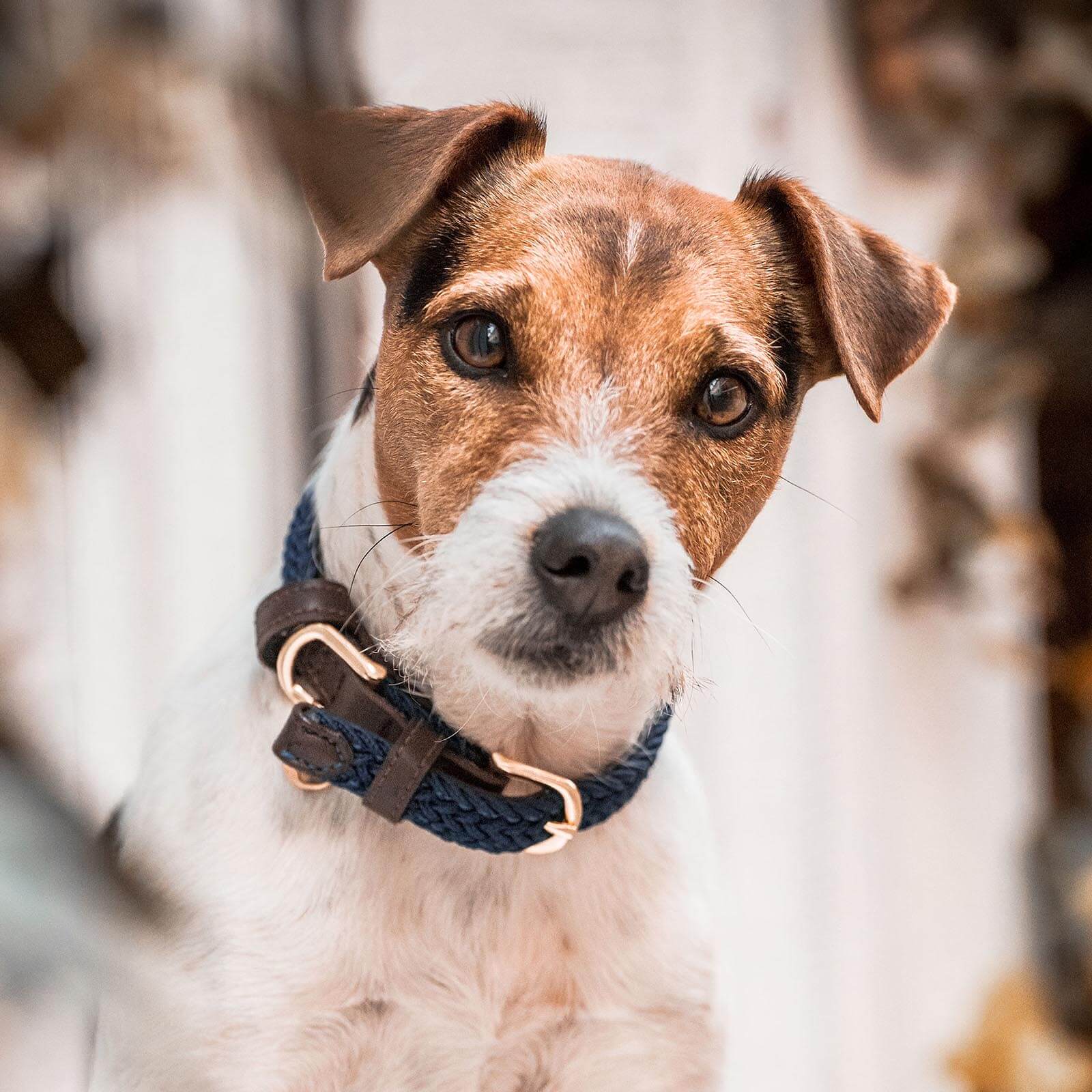 Hundehalsband Geflochten Nylon