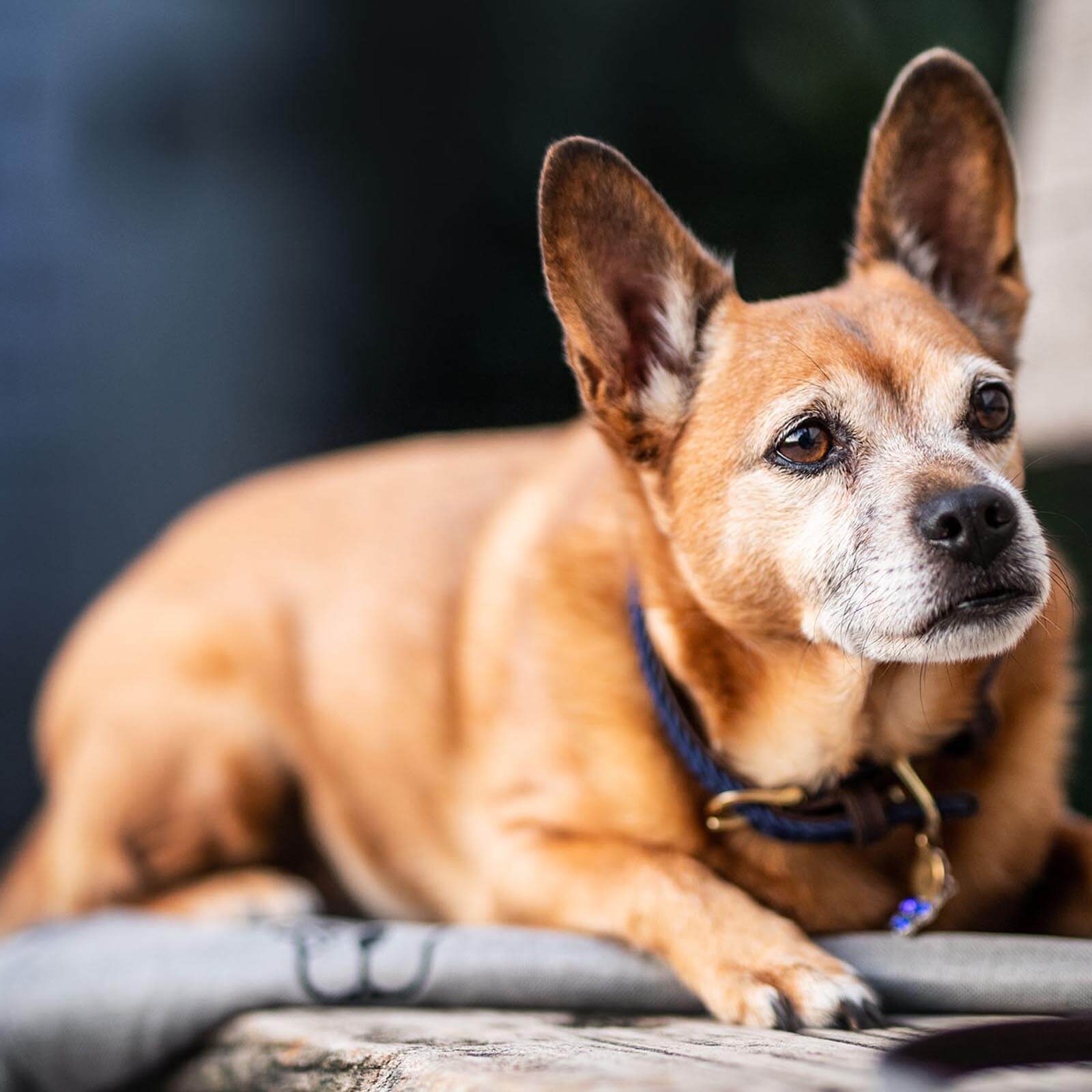 Hundehalsband Geflochten Nylon