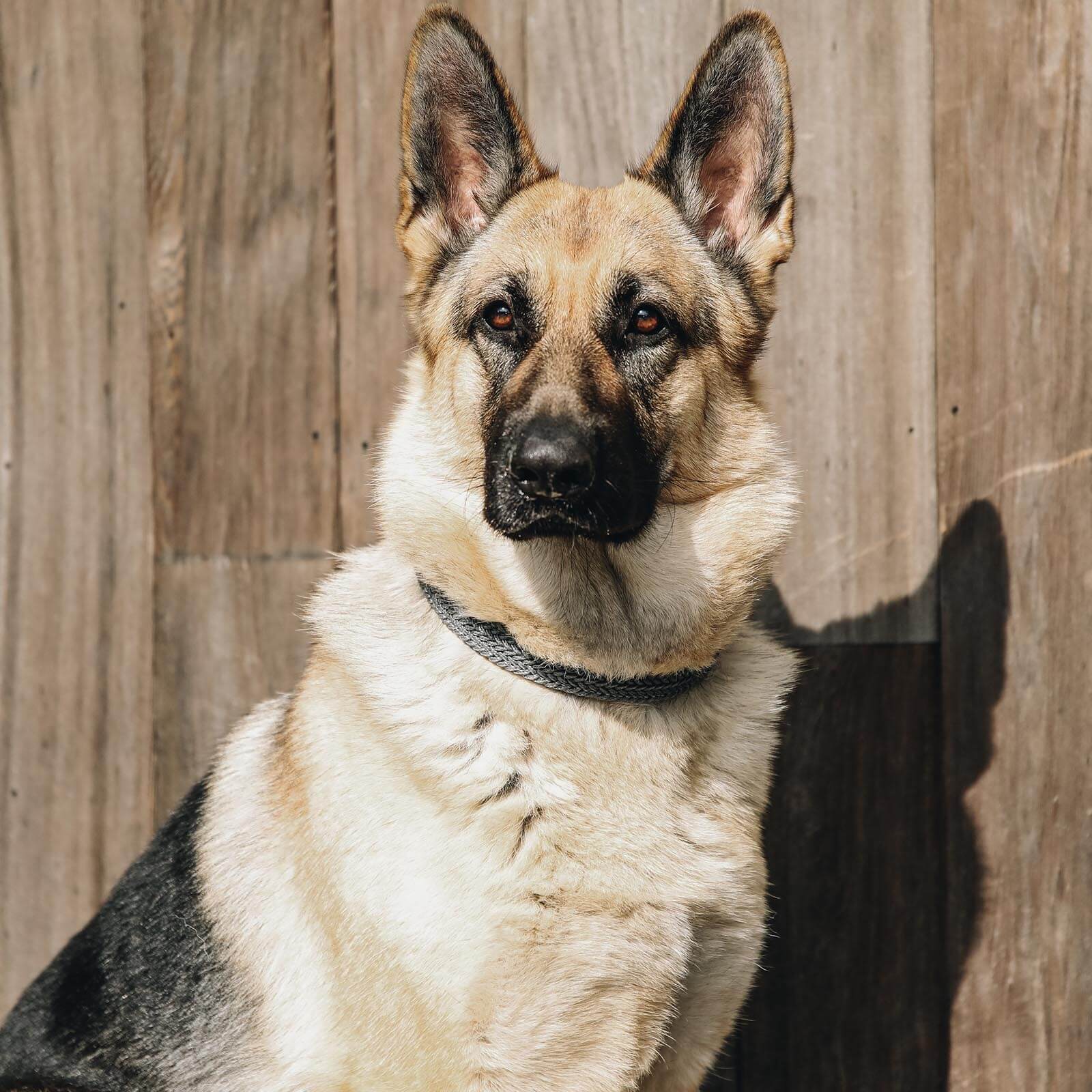 Hundehalsband Geflochten Nylon