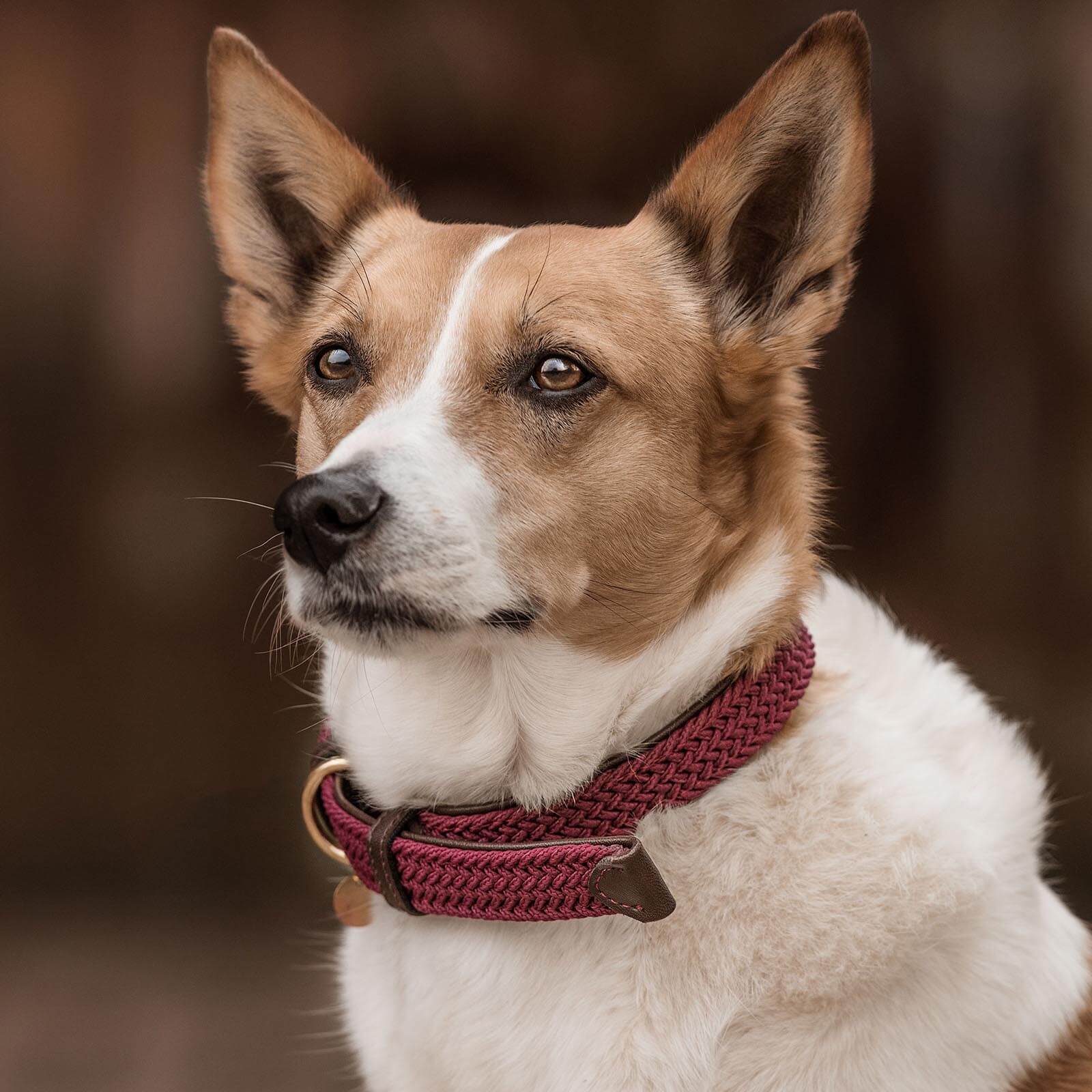 Hundehalsband Geflochten Nylon