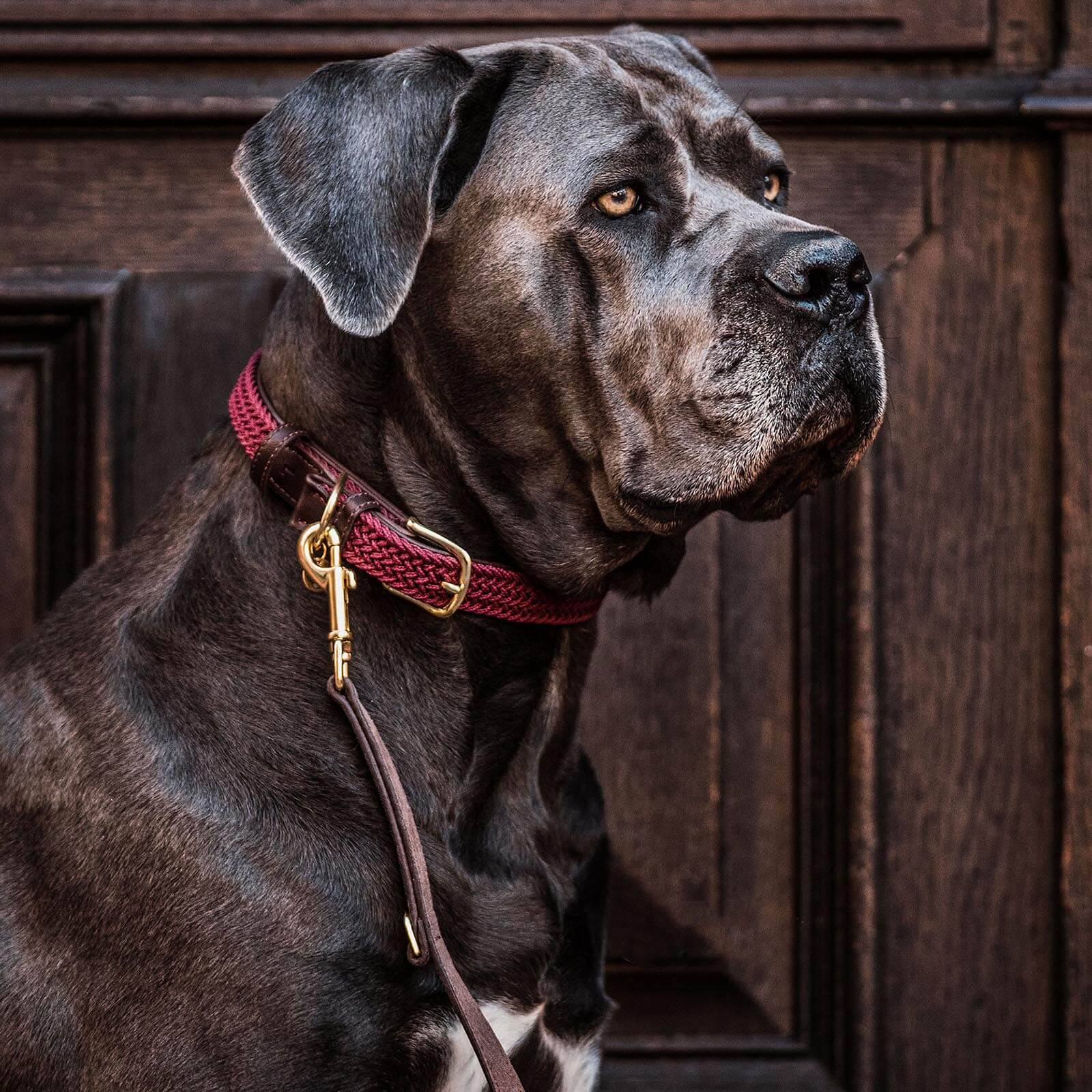 Hundehalsband Geflochten Nylon