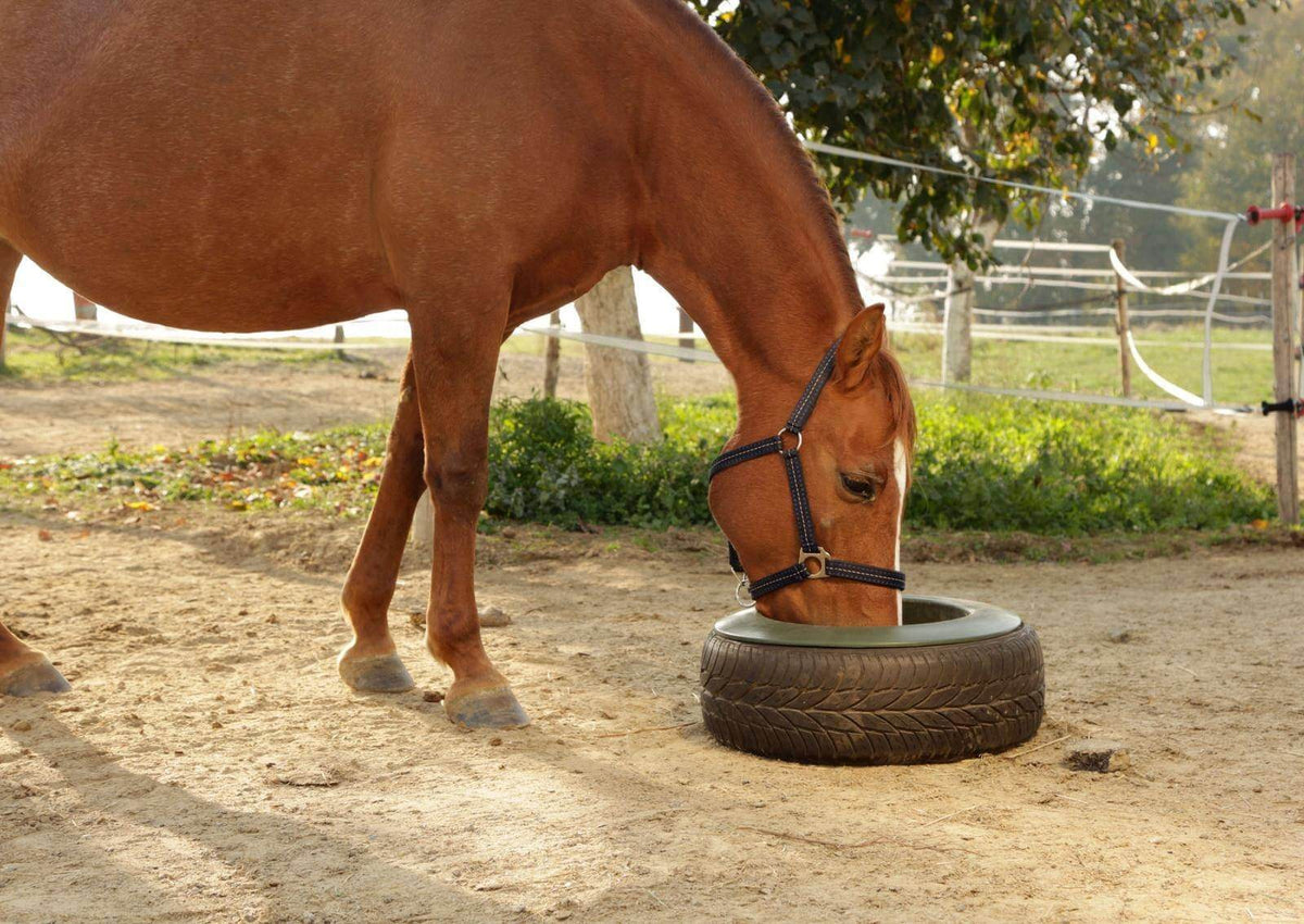 KERBL Reifentrog 15l Wassertrog, Pferd trinkt daraus im Paddock.