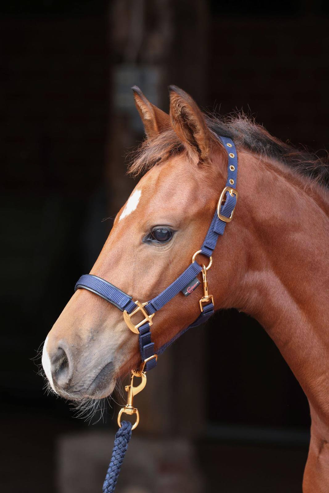 Fohlenhalfter TopLine