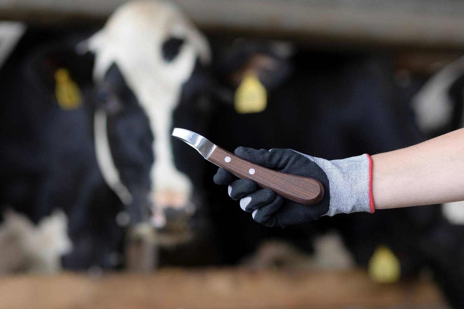 Huf- und Klauenmesser ProfiLoop Pflegespray