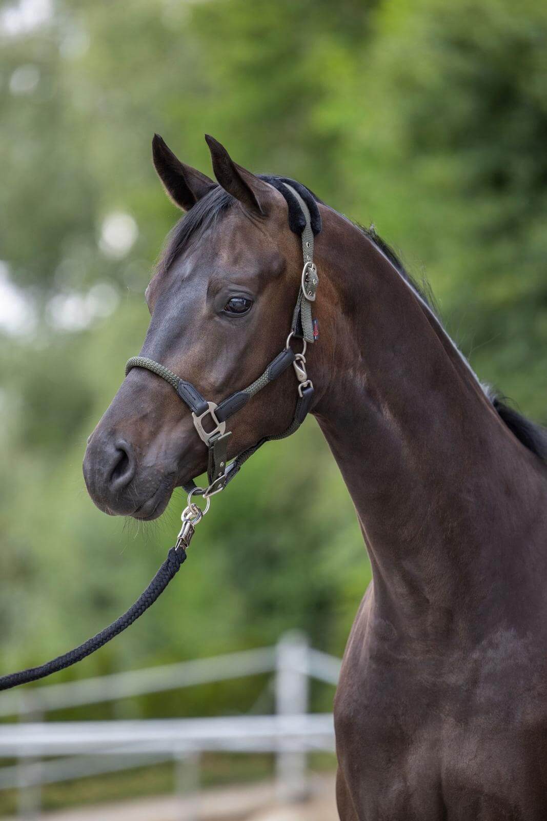 Halfter Cordano Nylonhalfter