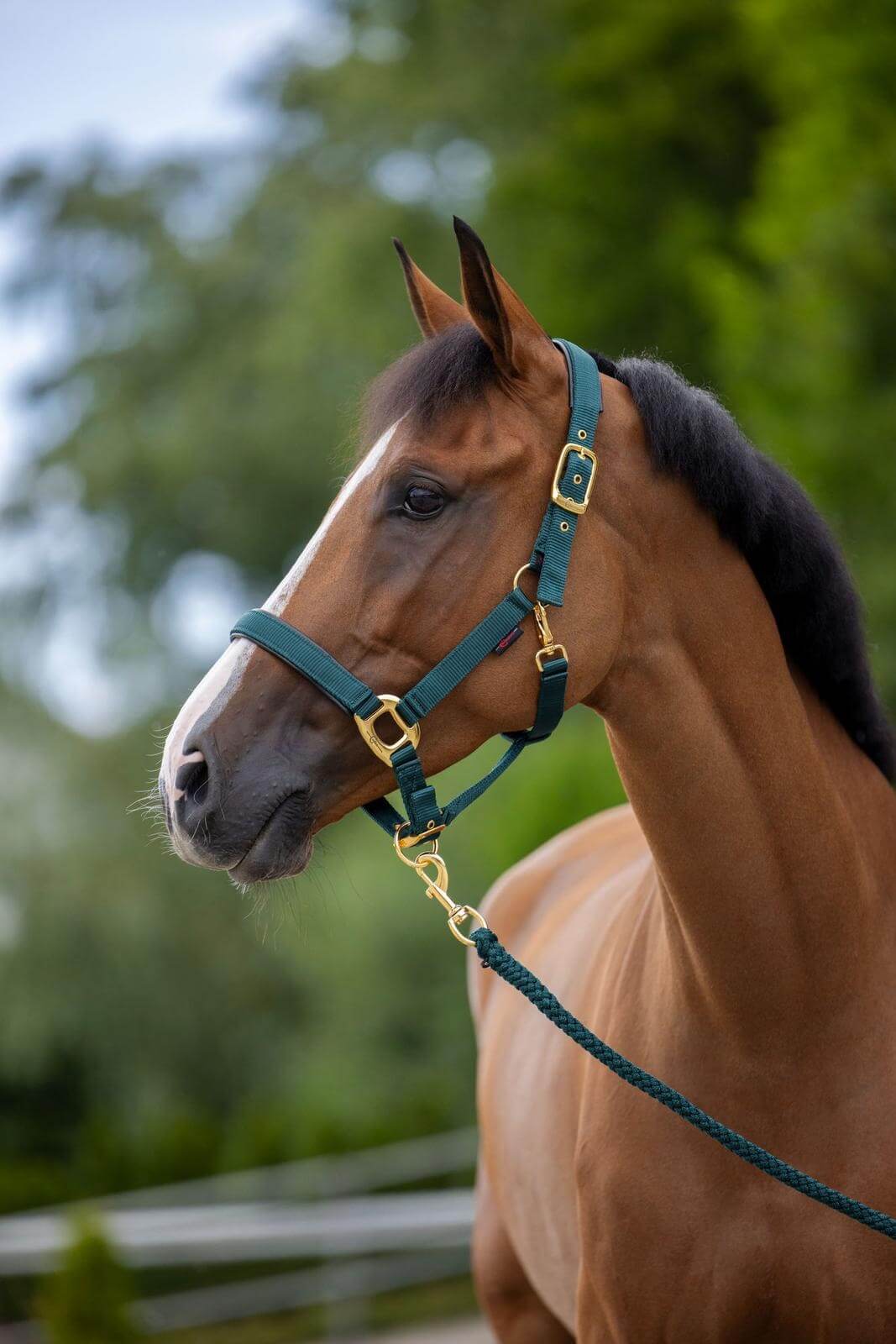 Halfter TopLine Nylonhalfter