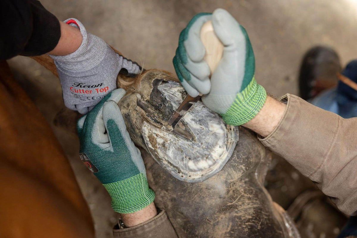 KERBL Huf- und Klauenmesser, Detailaufnahme am Pferdehuf bei der Hufpflege.