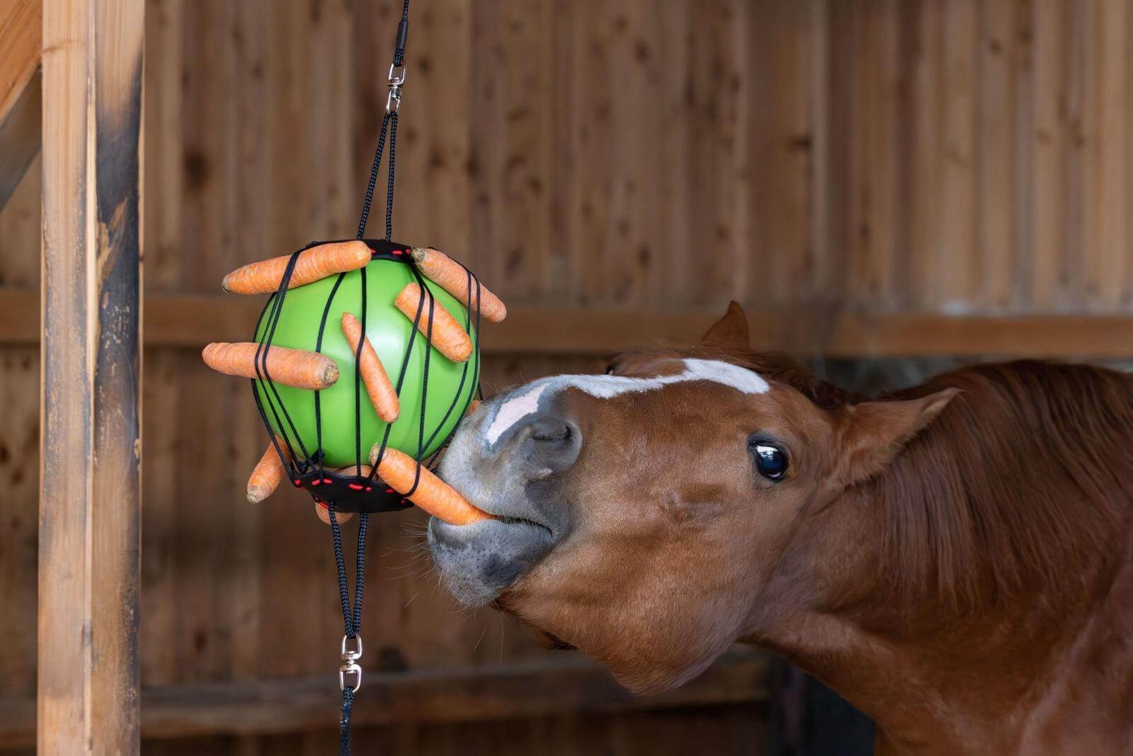 Therapiespielball Pferdespielzeug