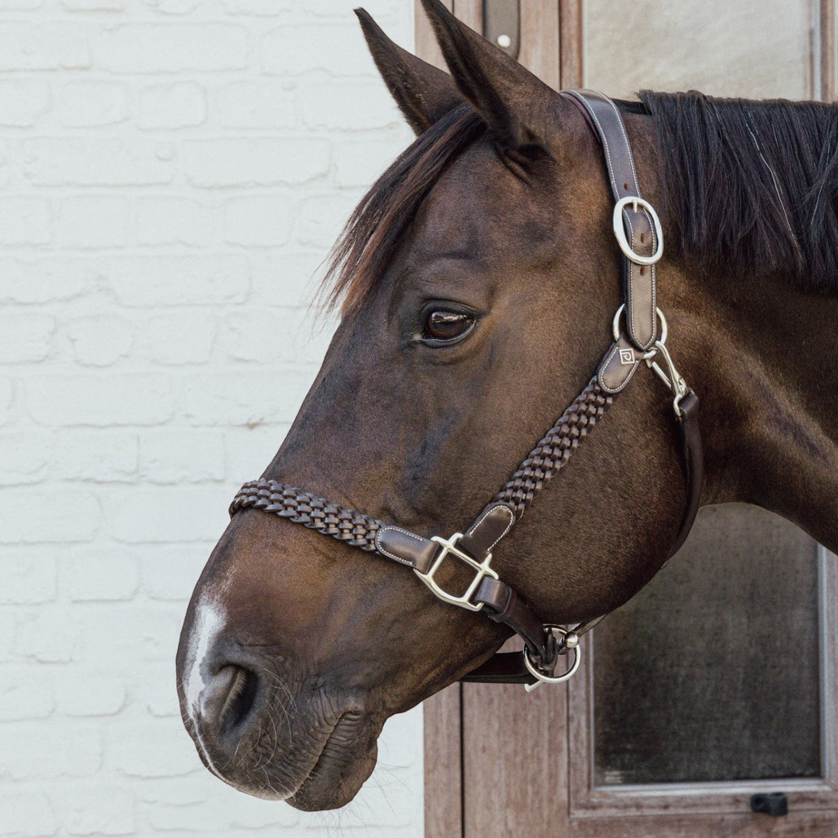 Lederhalfter Plaited