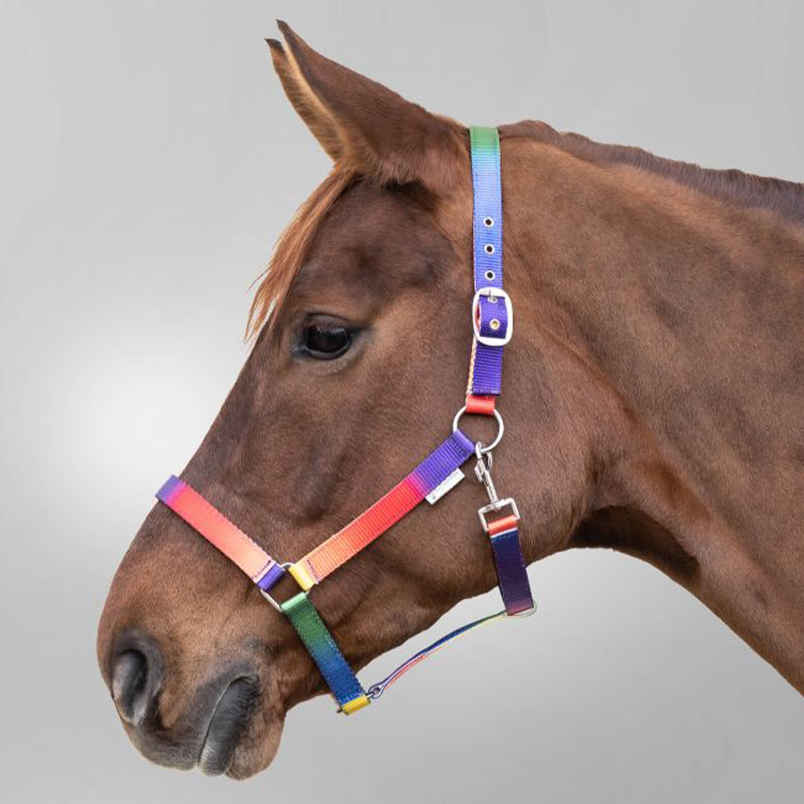 Halfter Regenbogen