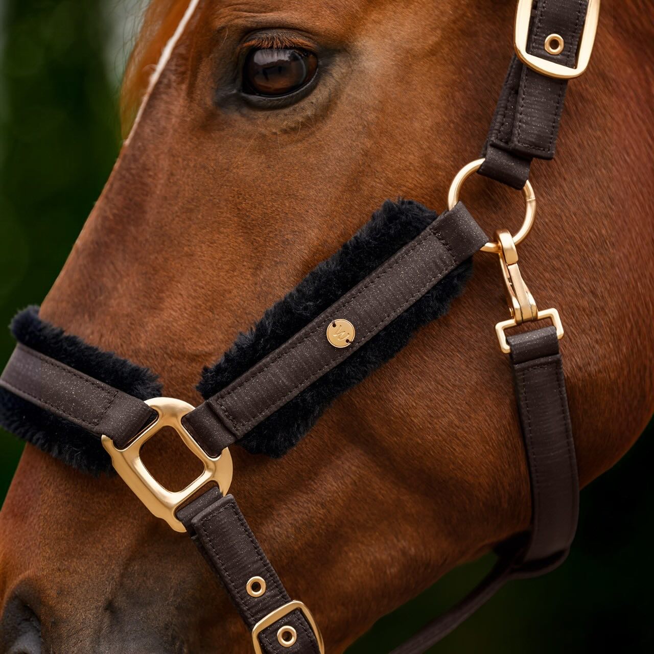 Halfter Phoenix Nylonhalfter mit Strick