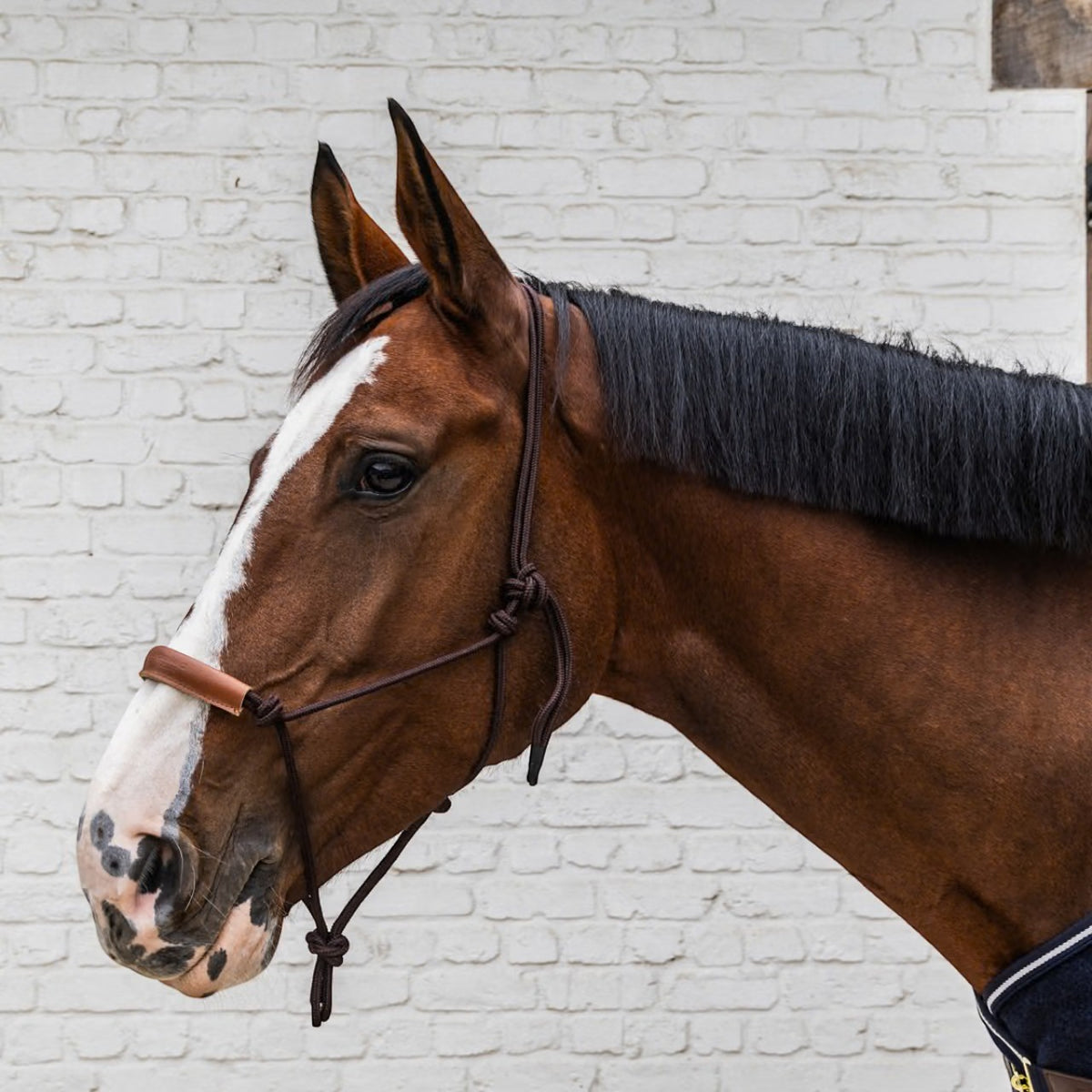 Rope Halter