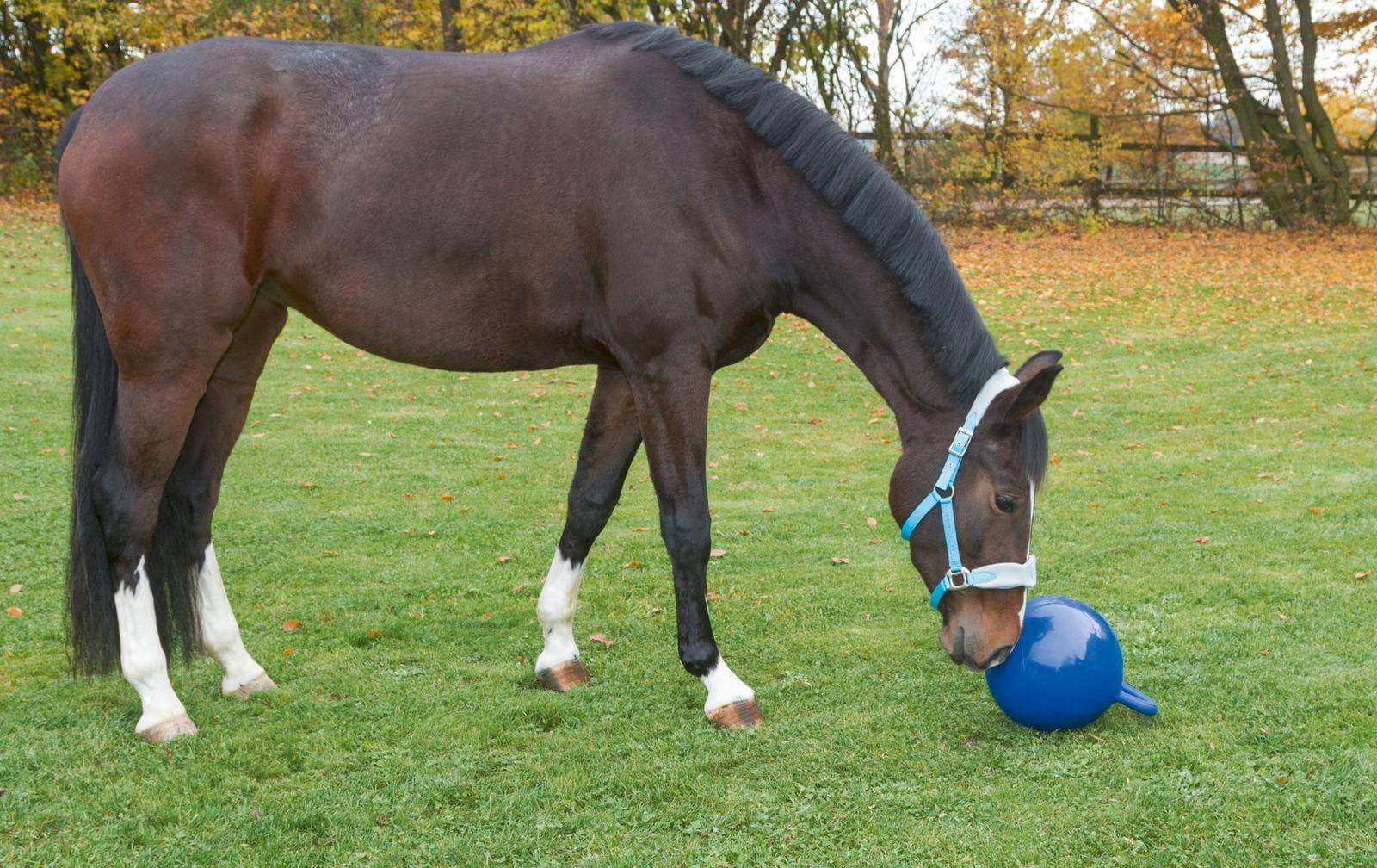 Pferdespielball Pferdespielzeug