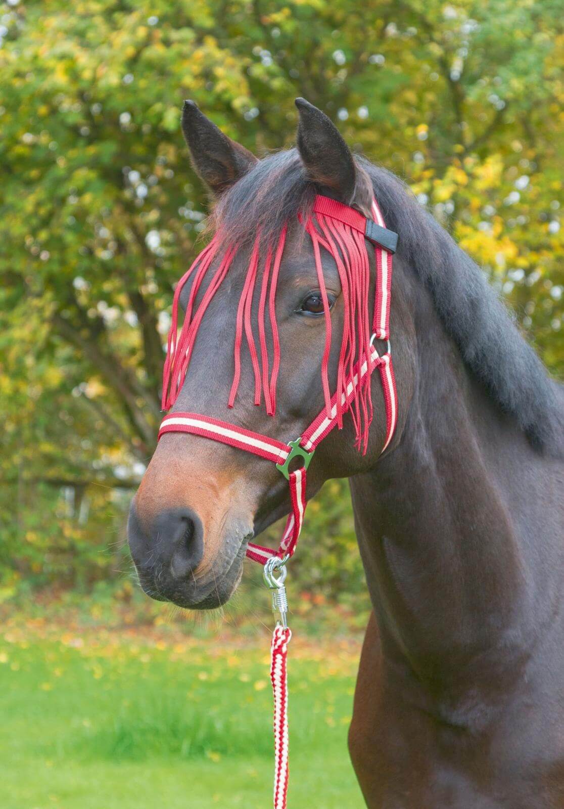 Fliegen-Fransenband mit Klett Fliegenband