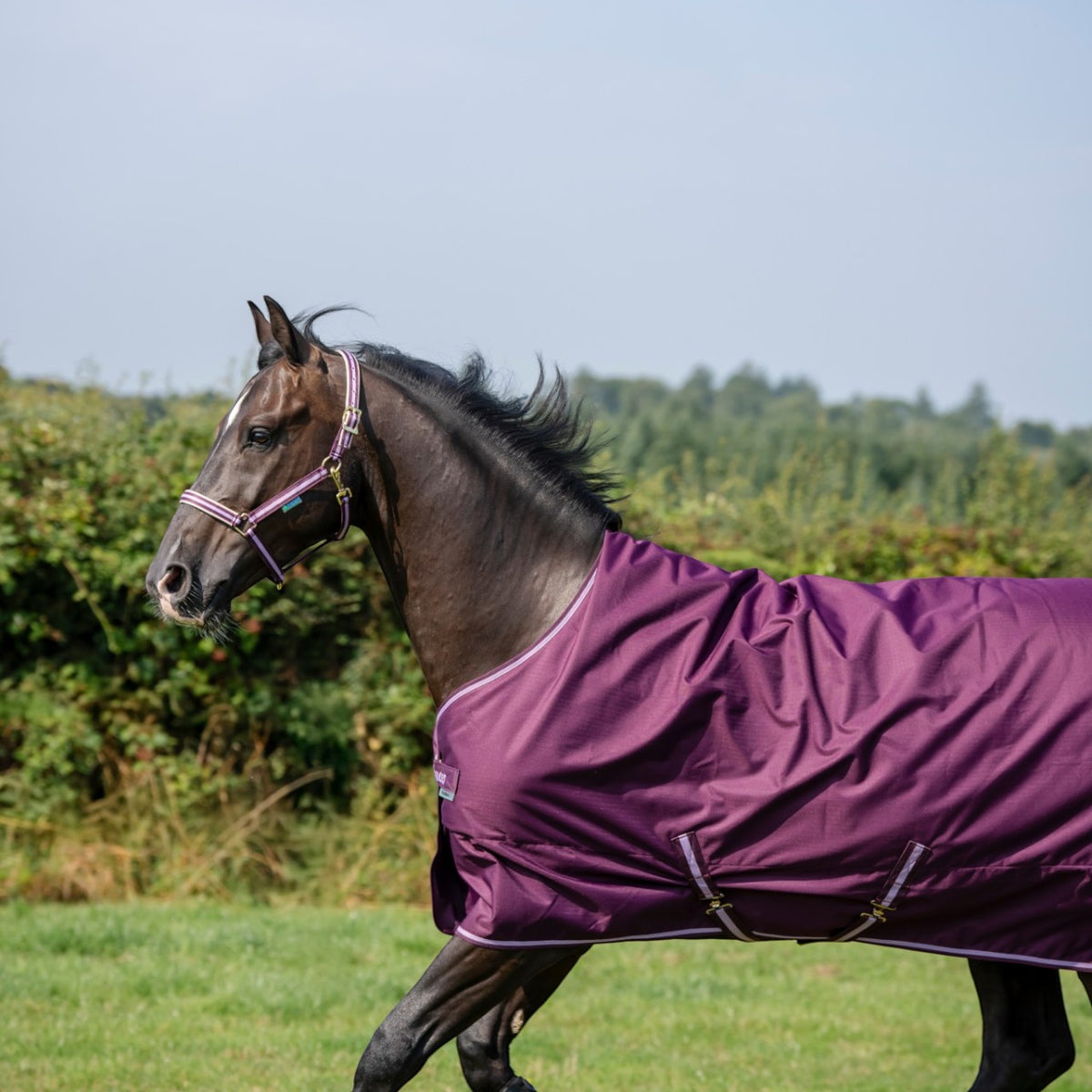 Outdoordecke 50g Freedom Turnout HW 2026 Weidedecke