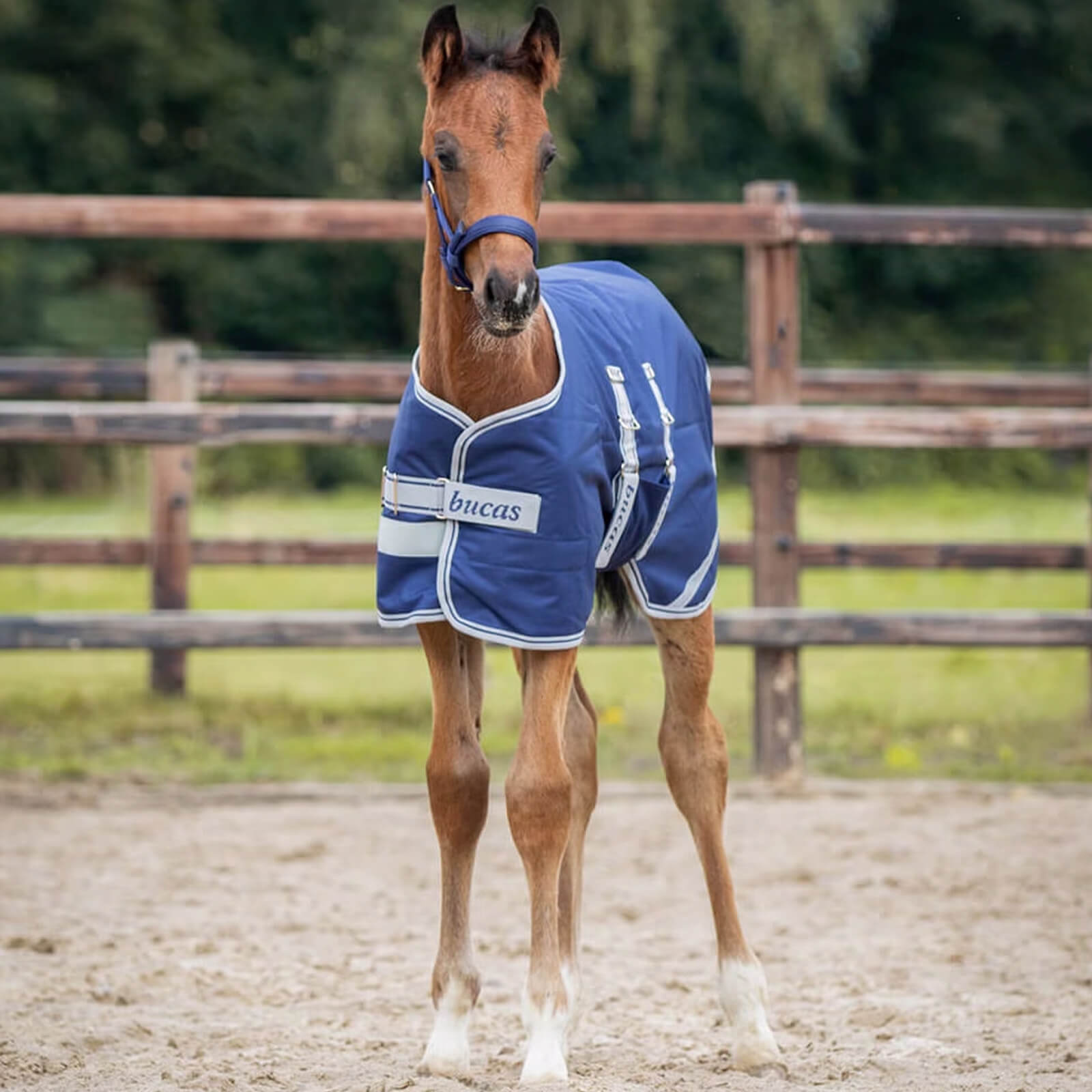 Fohlendecke 50g Foal Turnout