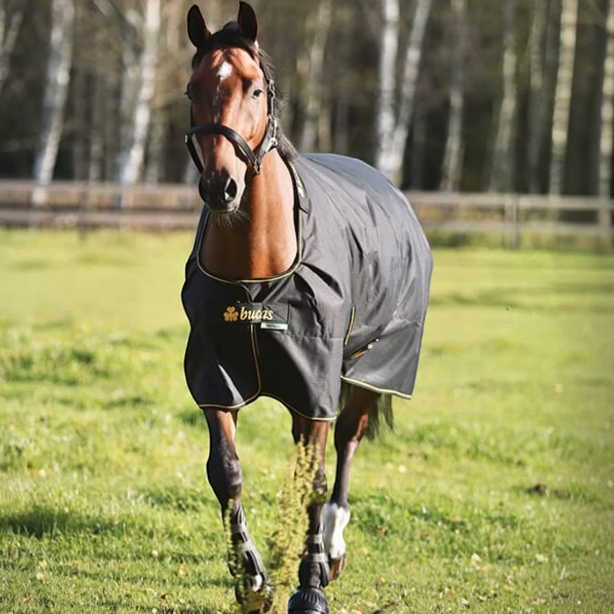 Outdoordecke 250g Irish Turnout Winterdecke