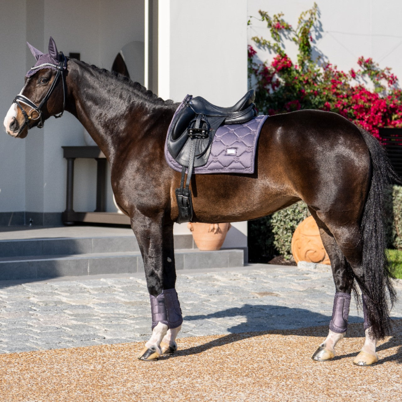 Dressurschabracke Dark Violet Schabracke