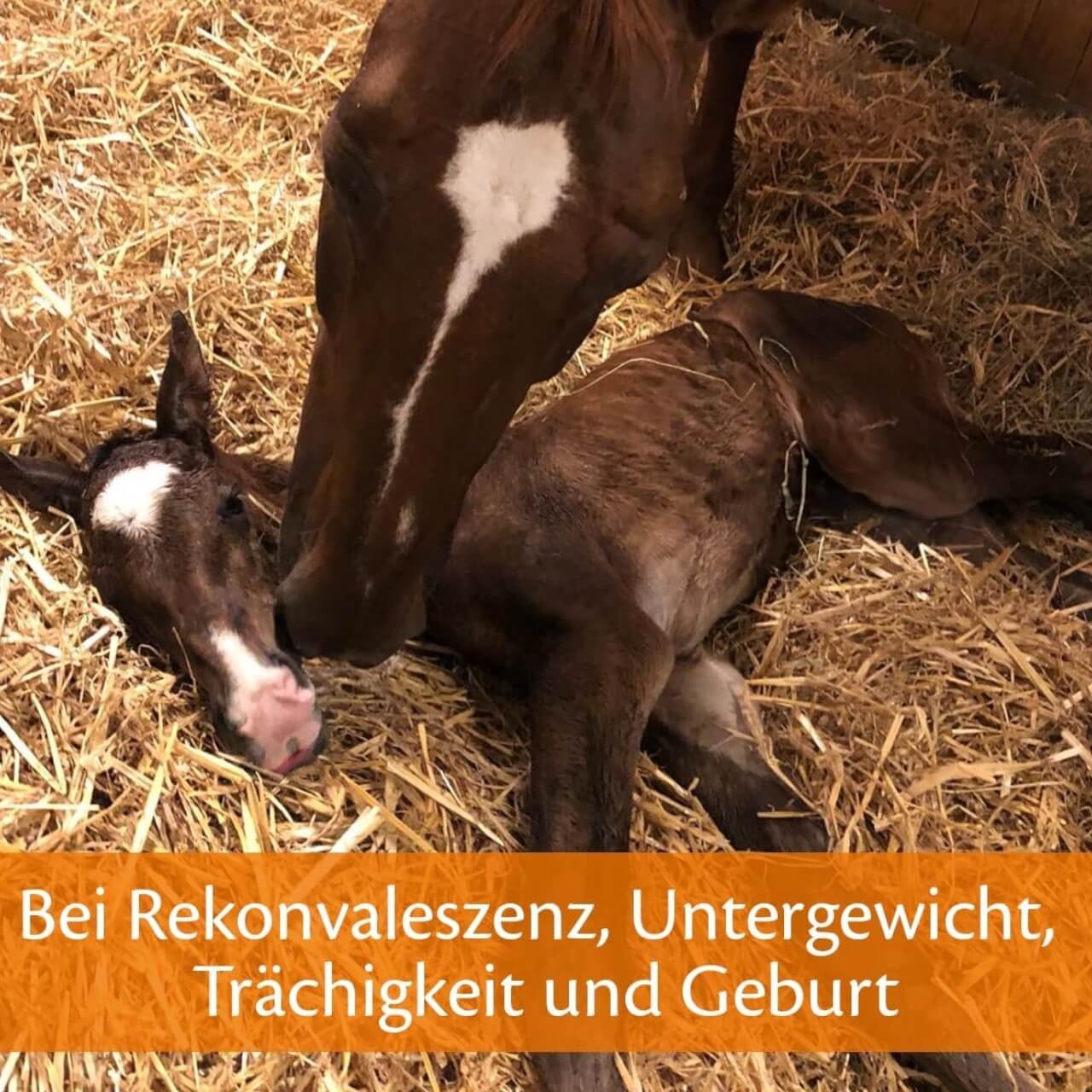 Ergänzungsfuttermitel Haemolytan 400 Zusatzfutter