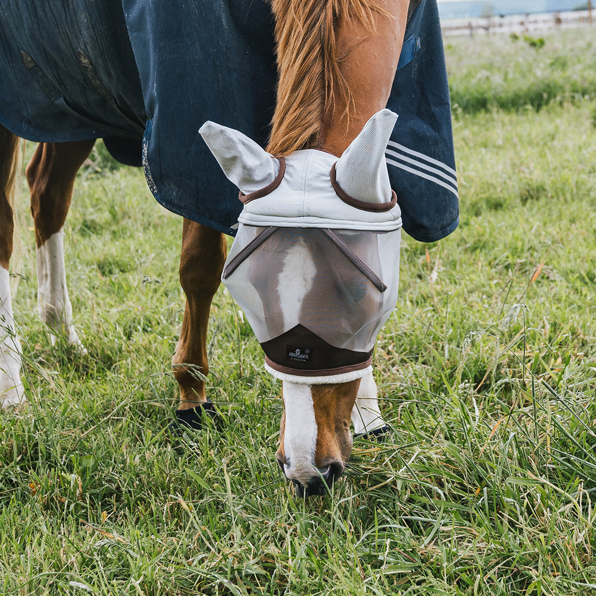Pferd mit Fliegenmaske und Decke auf der Weide.