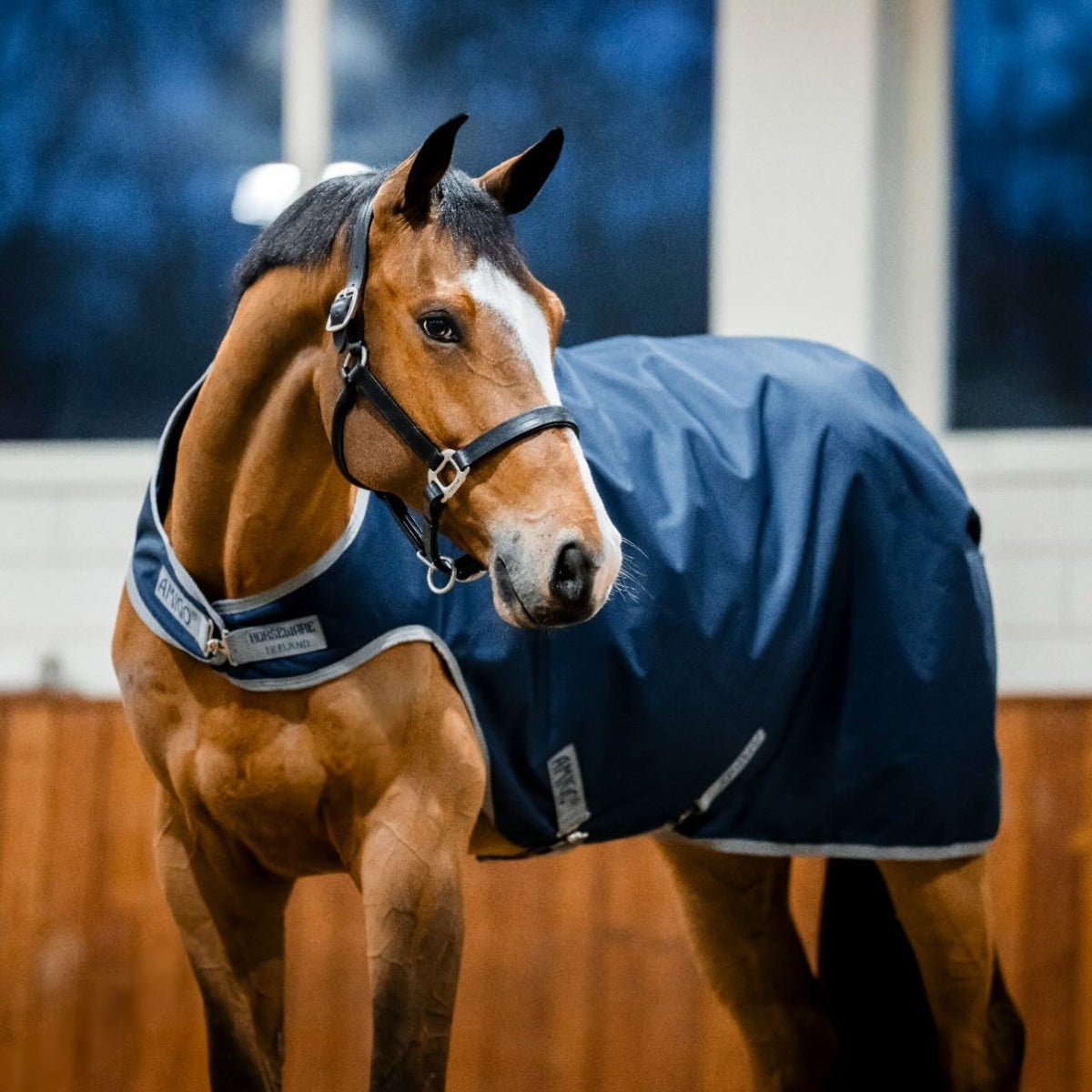 Horseware Ireland Führanlagendecke Amigo 100g Ripstop 900D Walker Rug, Midsummer Blue, Pferd trägt die Decke in der Reithalle.
