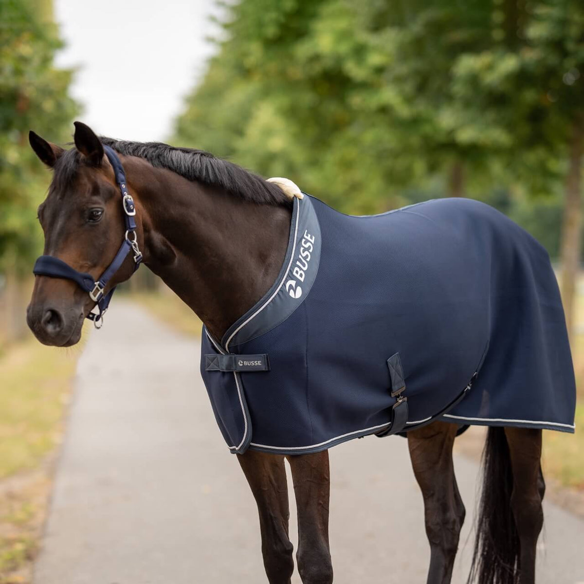 BUSSE Abschwitzdecke 3D Air Premium, Navy, Pferd trägt die Decke im Freien.