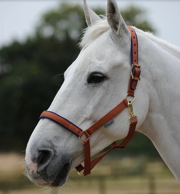 Fohlenhalfter Foal Halter Dublin